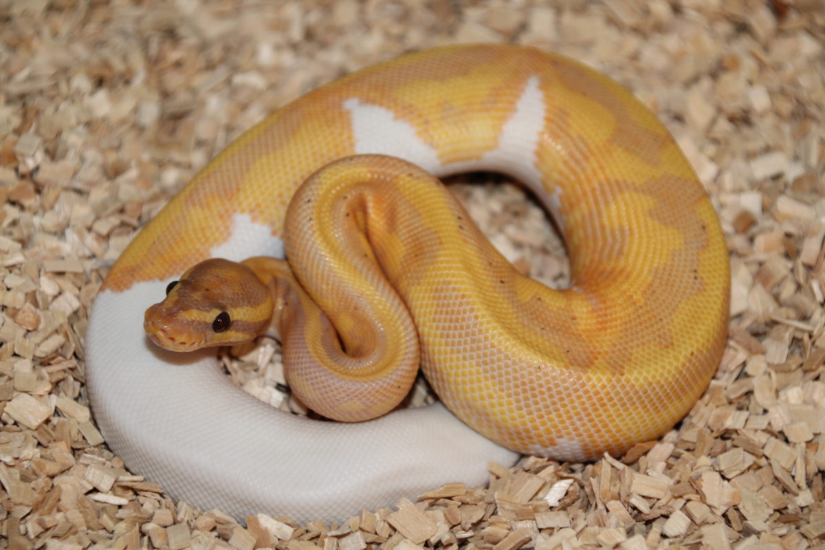 Python Regius Banana Leopard Piebald