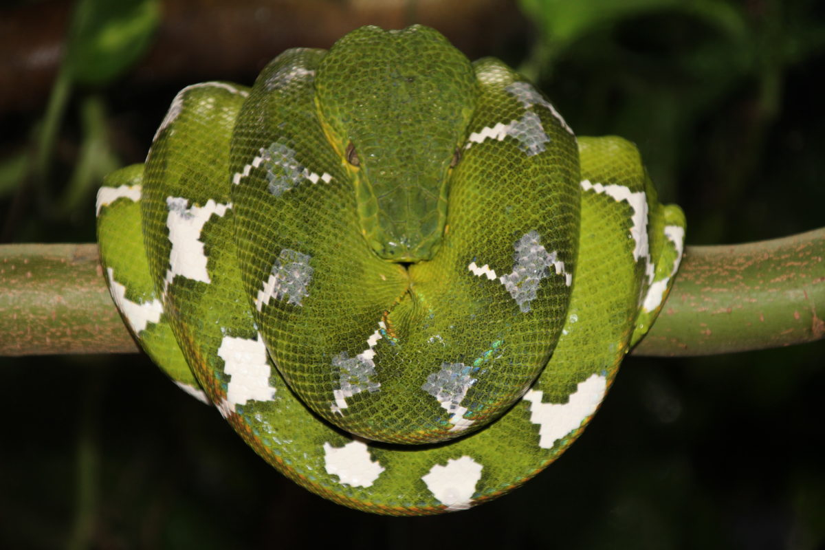 Corallus Caninus