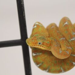 1.0 Corallus Caninus Guyana - Hundskopfboa ENZ 8/2022