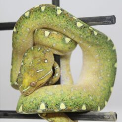 0.0.1 Baumpython ( Morelia Azurea) High Yellow Blue Line x Biak ENZ 2022 #11