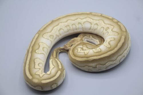 0.1 Chocolate Lesser Clown - 600g ENZ 2023 – Bild 2