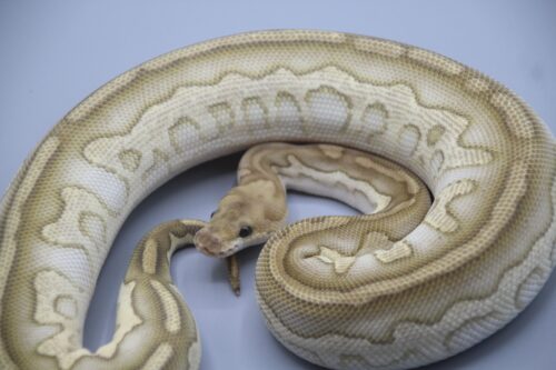 0.1 Chocolate Lesser Clown - 600g ENZ 2023