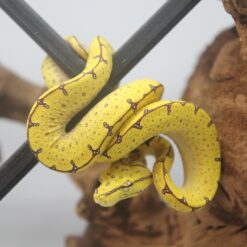 0.0.1 Baumpython Sorong ( Morelia Viridis) DNZ 2024 Nr. 1