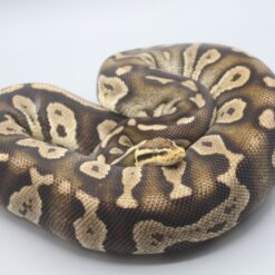 0.1 Chocolate Pastel 100% het. Clown ENZ 2020 mit 2000g - Zuchtweibchen