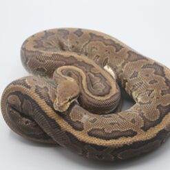 0.1 Chocolate Pinstripe 100% het. Albino het. Ghost ENZ 2020  Zuchtweibchen 1800g