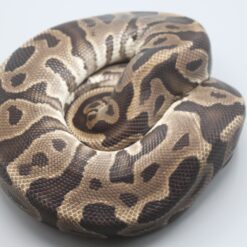 0.1 Leopard DNZ 1500g Zuchtweibchen