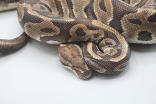 0.1 Leopard 100% het. Piebald DNZ 1500g Zuchtweibchen – Bild 2
