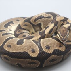  0.1 Leopard 100% het. Clown DNZ mit 1700g Zuchtweibchen