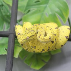 0.0.1 Baumpython Aru ( Morelia Viridis) DNZ 2025 Nr. 3