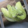 0.0.1 Baumpython Aru (Morelia Viridis) DNZ 2025