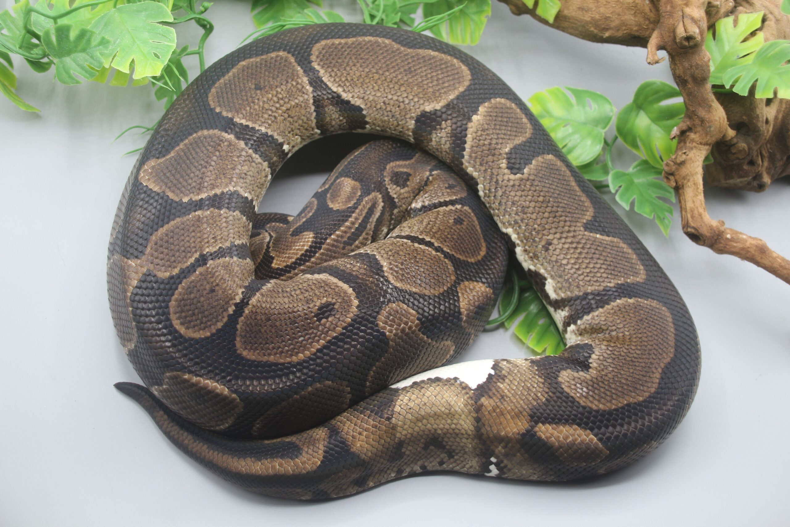 0.1 Wildfarben het. Piebald mit 2250g DNZ