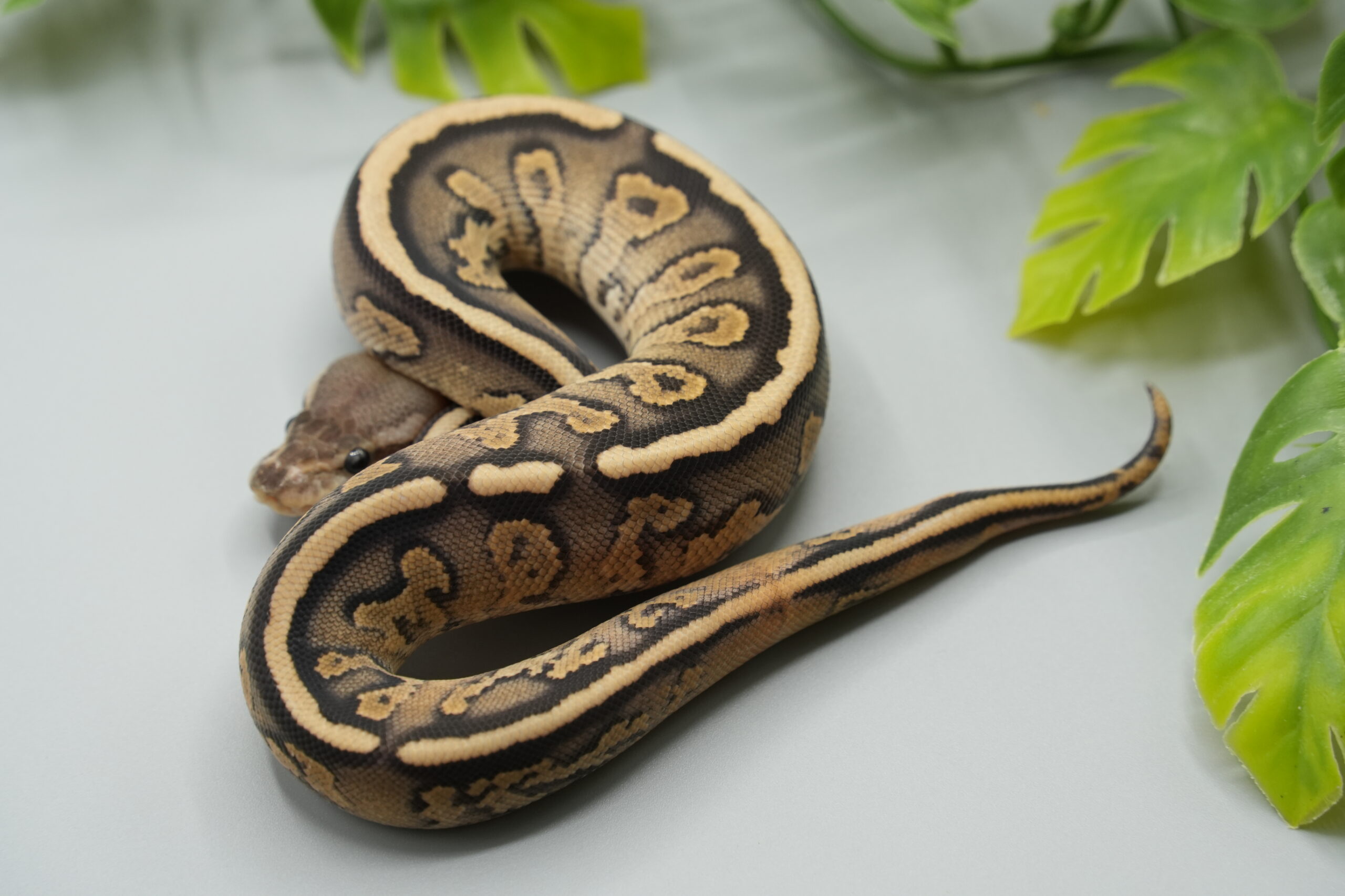 0.1 Black Pastel Fire het. Clown pos het Piebald (8)