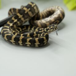 0.1 Teppichpython (Morelia Spilota) Cheynei Nr. 2 ENZ 2026