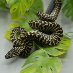 1.0 Teppichpython (Morelia Spilota) Zebra Nr.10 ENZ 2026 – Bild 3