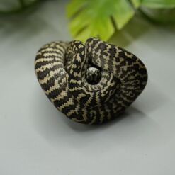1.0 Teppichpython (Morelia Spilota) Zebra Nr.10 ENZ 2026 – Bild 5