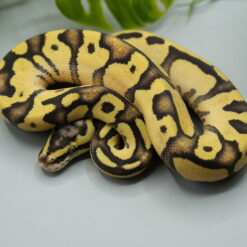 Alternative view of 1.0 High Intensity Orange Dream Enchi Pastel pos YB 100% het. Piebald ENZ 2026